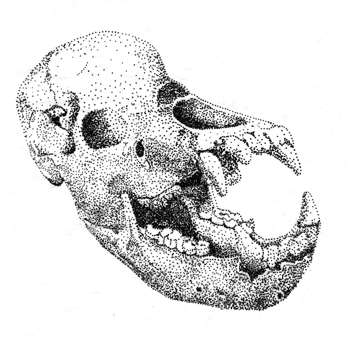 *flippedHuman skull mixed with a cave bear skull. Illustration for CAVE BOY